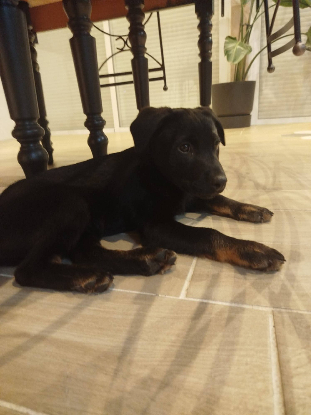 Adoption Loupix