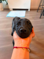 Adopter  chien : Baloo
