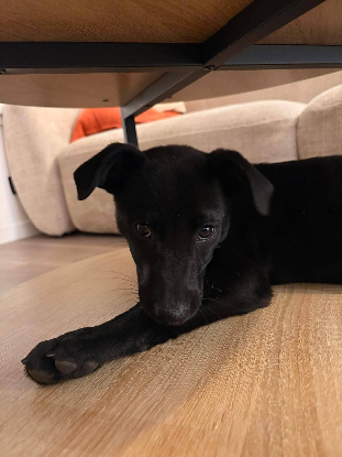 Adopter Baloo