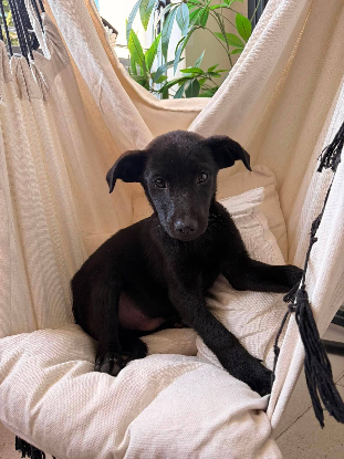 Adopter Baloo