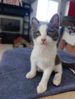 Adopter  chat : Sakura