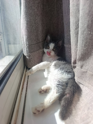 Adopter Sakura