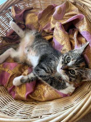 Adopter Grincheuse