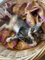 Adopter  chat : Grincheuse