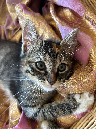 Adopter Grincheuse