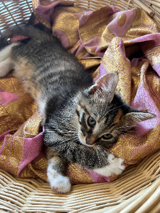 Adopter Grincheuse