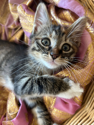 Adoption Grincheuse