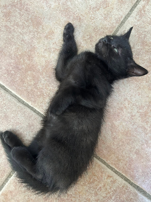 Adoption Dormeuse