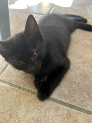 Adoption Dormeuse