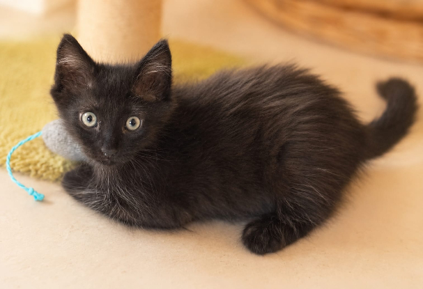 Adopter Soho