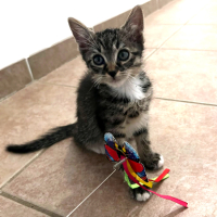 Adopter  chat : Atchoum