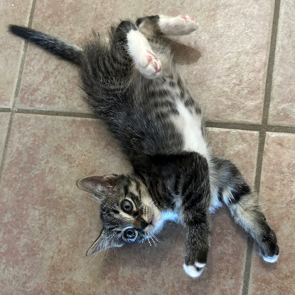 Adopter Atchoum