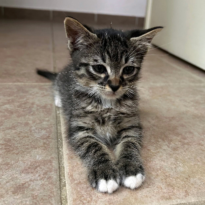 Adopter Atchoum