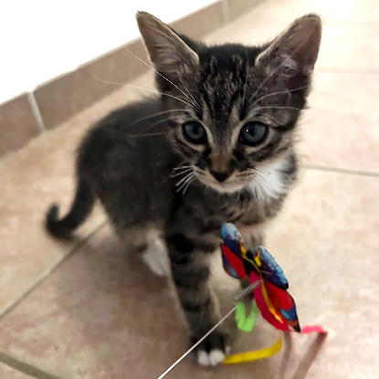 Adoption Atchoum