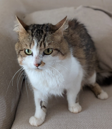 Adopter Beignet