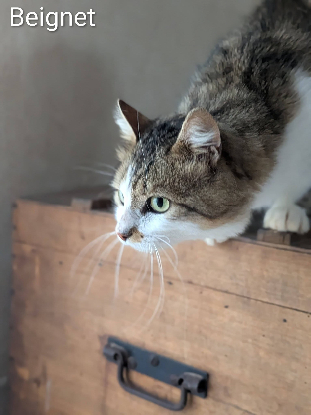 Adopter Beignet