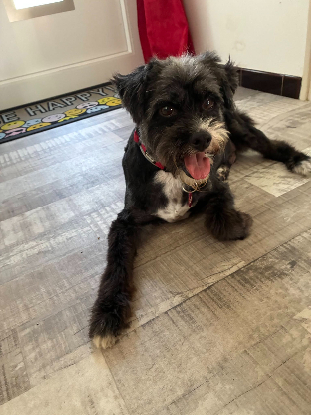 Adopter Coco
