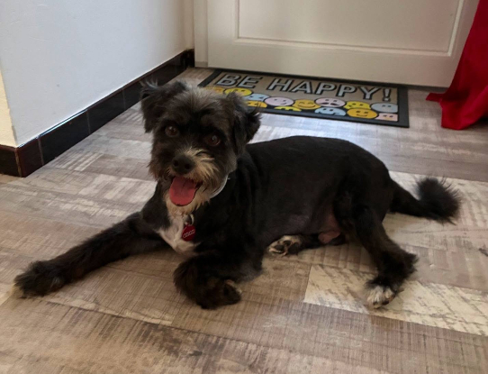 Adopter Coco