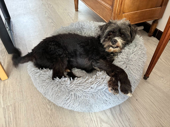 Adopter Coco