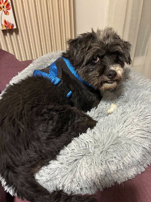 Adoption Coco