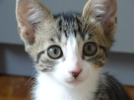 Adopter  chat : Mizuty