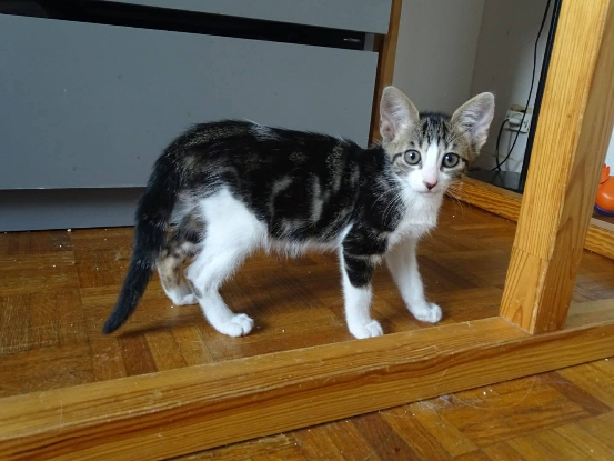 Adopter Mizuty