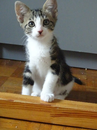 Adopter Mizuty