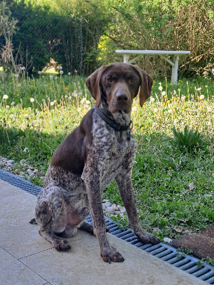 Adopter Loulou