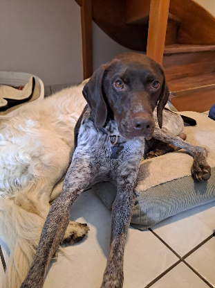 Adopter Loulou