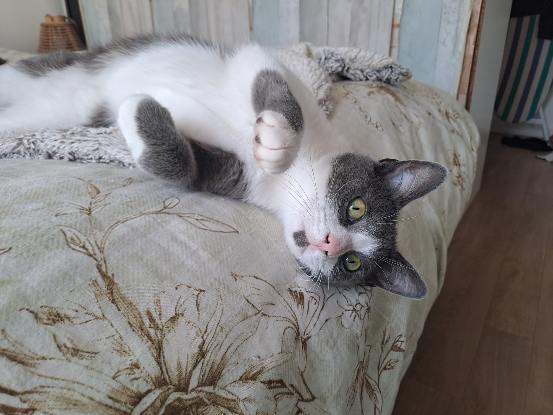 Adopter Berlioz