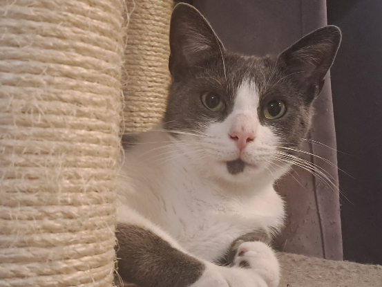 Adopter Berlioz