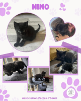 Adopter  chat : Nino