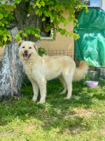 Adopter  chien : Toscane