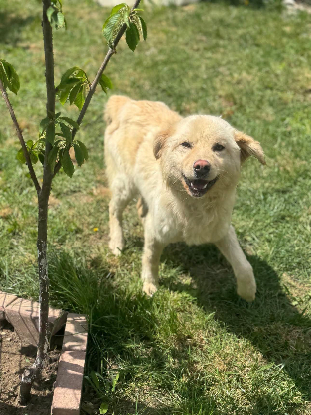 Adopter Toscane