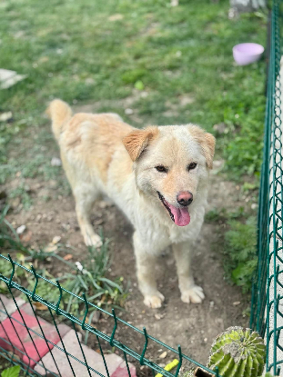 Adoption Toscane