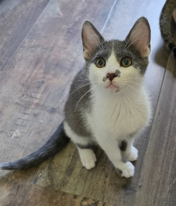 Adopter Balzac