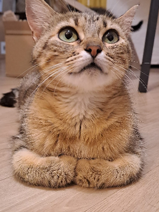 Adopter Fitness