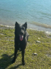 Koda