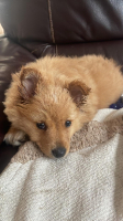 Adopter  chien : Bobby