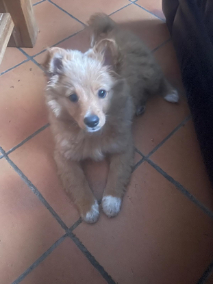 Adopter Bobby