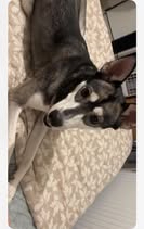 Adopter Valka