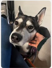 Adoption Valka