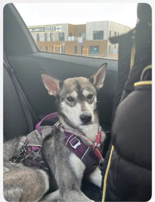 Adopter Valka