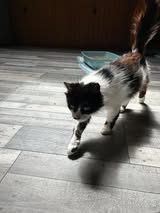 Adopter Billiejean