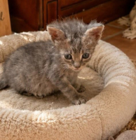 Adopter  chat : Elf