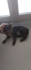 Adopter Grisou