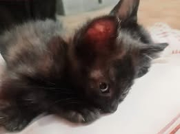 Adopter Grisouille