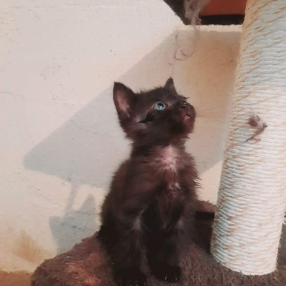 Adopter Grisouille