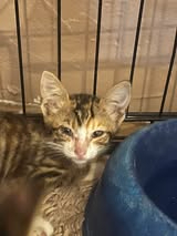 Adopter Louise