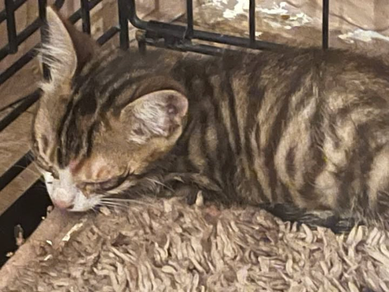 Adopter Louise